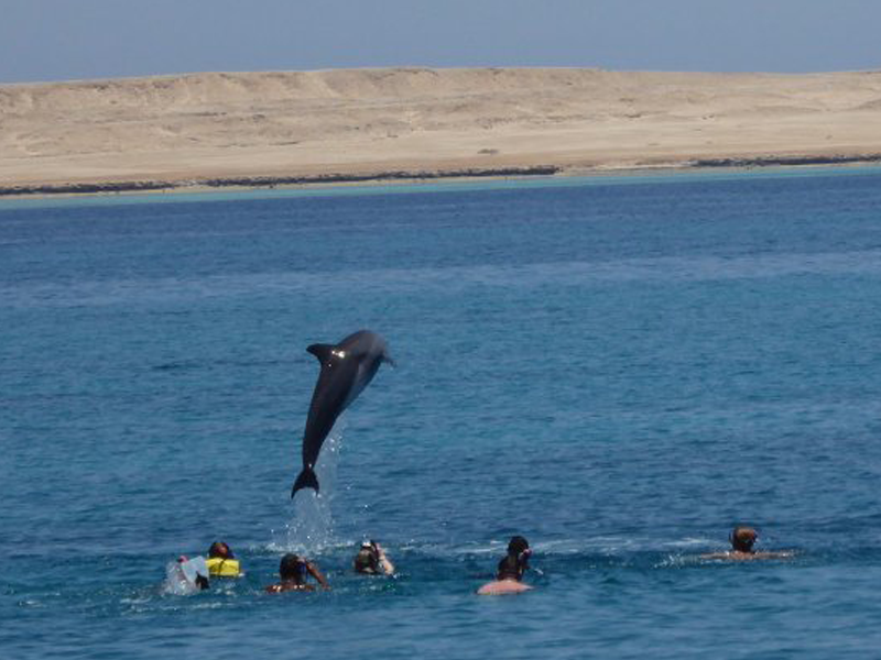 Snorkelling Tour and Swimming with Dolphins in Hurghada (1)