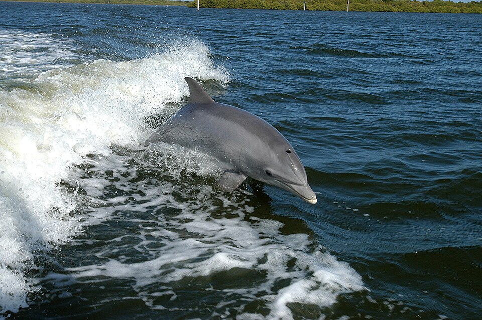 Tursiops_truncatus_01