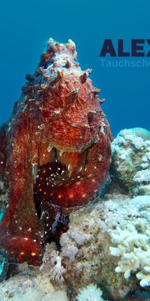 WhatsApp Image 2024-05-26 at 7.39.00 PM (1)