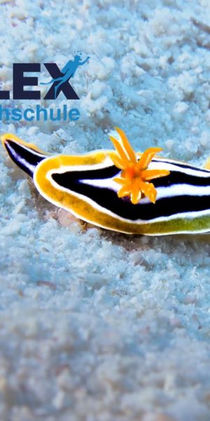 WhatsApp Image 2025-05-27 at 7.27.54 PM (3)