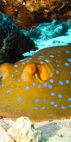 WhatsApp Image 2025-05-27 at 7.27.57 PM (1)